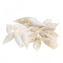 Deco snegler hvite, sjøsnegl naturlig dekorasjon 2-5cm 1kg