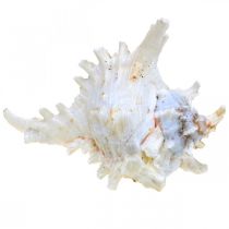 gjenstander Skjell Chicoreus ramosus 16cm 3 stk