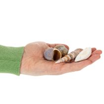 gjenstander Skjell og snegler Naturlige maritime dekorative gjenstander for stilig interiørdesign 500 g