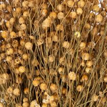 gjenstander Naturlig tørket lingress for tørkede blomsterarrangementer Linum Natur 60cm 180g