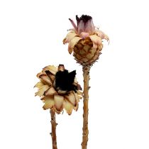 gjenstander Nerifolia Bud 25 stk