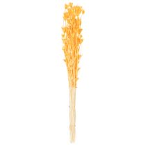 gjenstander Tørket Nigella-blomsterarrangement for langvarig bruk. Elegant blikkfang. 70 cm 50 g