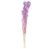 gjenstander Tørkede Nigella-blomsterbuketter, dekorative i stuen, skaper en unik atmosfære, 70 cm, 50 g