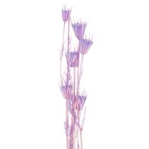 gjenstander Tørkede Nigella-blomsterbuketter, dekorative i stuen, skaper en unik atmosfære, 70 cm, 50 g