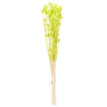 gjenstander Tørkede Nigella-blomster, sjarmerende naturlig romdekorasjon til hjemmet, 70 cm, 50 g