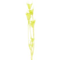 gjenstander Tørkede Nigella-blomster, sjarmerende naturlig romdekorasjon til hjemmet, 70 cm, 50 g