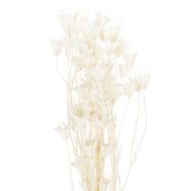 gjenstander Tørkede Nigella-blomster, bukett med elegant naturlig dekorasjon for eksklusivt interiør, 70 cm, 50 g