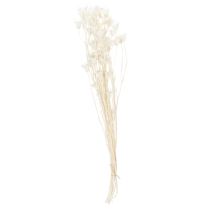 gjenstander Tørkede Nigella-blomster, bukett med elegant naturlig dekorasjon for eksklusivt interiør, 70 cm, 50 g