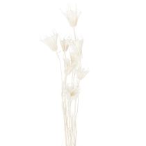 gjenstander Tørkede Nigella-blomster, bukett med elegant naturlig dekorasjon for eksklusivt interiør, 70 cm, 50 g
