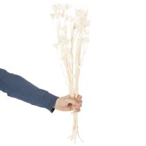 gjenstander Tørkede Nigella-blomster, bukett med elegant naturlig dekorasjon for eksklusivt interiør, 70 cm, 50 g