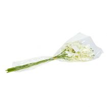 gjenstander Orchid Creme-White L57cm 6 stk