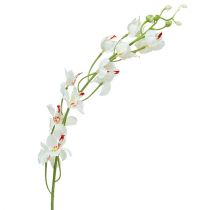 Orchid Mokara White 92cm 3stk