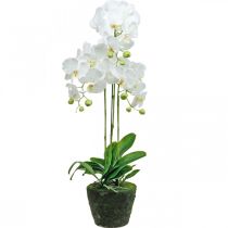 Kunstige orkideer til den hvite potten 80cm