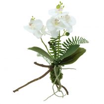 Orkidéhvit med mosekuler og røtter 36cm