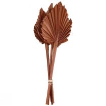 gjenstander Palmespyd palmeblader naturlig dekor brun 5-9×14cm L35cm 4stk