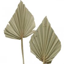 gjenstander Mini palmespyd, tørr blomsterdekorasjon, adventsdekorasjon, minnedager naturlig L33–34cm B7–9cm 4 stk.