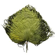 gjenstander Palmebladdekorasjon for eksotiske arrangementer og borddekorasjoner, 5 stk.