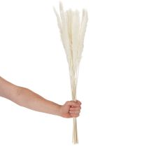 gjenstander Pampasgress tørkede blomster bleket 70 cm 15 stk