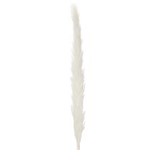 gjenstander Pampasgress tørkede blomster bleket 70 cm 15 stk