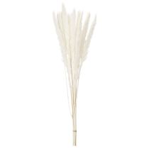 gjenstander Pampasgress tørkede blomster bleket 70 cm 15 stk