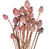 Dry Deco Poppy Capsules Rosa valmuefargede tørkede blomster 75g