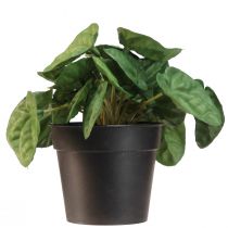 gjenstander Peperomia Green Twist - Robust, dekorativ potteplante i 20 cm potte