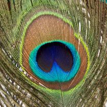 gjenstander Påfuglfjærdekorasjon ekte fuglefjær lange 75-85 cm 8 stk