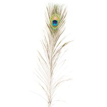 gjenstander Påfuglfjærdekorasjon, ekte fuglefjær, lange 75-85 cm, 8 stk.
