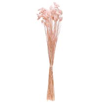gjenstander Phalaris rosa skinnende gress tørket tørr dekorasjon 65cm 60g