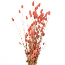 Phalaris rosa blank gress tørket tørr dekorasjon 70cm 75g