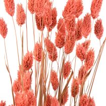 Phalaris rosa blank gress tørket tørr dekorasjon 70cm 75g