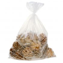 gjenstander Kongler Pinus Kongler krem blandet 5-18cm 25 stk