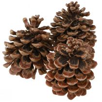 gjenstander Pinus Pinea Real Cones Stor Naturfuru H10-12cm 50 stk