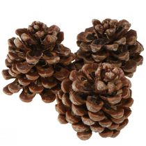 gjenstander Pinus Pinea mellomstore kongler naturlige 8-10 cm 50 stk