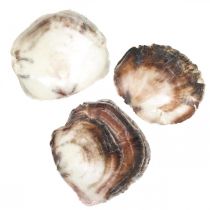 Capiz-skjell, naturlige muslingskall, naturgjenstander perlefarget, fiolett 4–16 cm 430 g