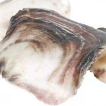 Capiz-skjell, naturlige muslingskall, naturlige gjenstander Perleskimrende lilla 4–16 cm 430 g