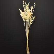 gjenstander Flatøret gress Chasmantium Champagne 70cm 10 stk