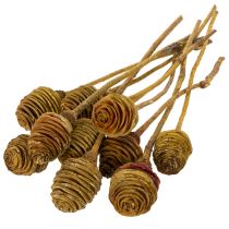 gjenstander Platyspermum Krem 1-3, 50 stk.