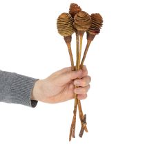 gjenstander Platyspermum Krem 1-3, 50 stk.