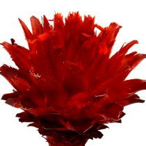 Plumosum 1 Rød 25stk