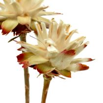 Leucospermum 1-3 Bland krem 100 hoder