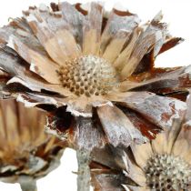 Eksotisk blanding Protea Rosette naturlig, hvitvasket tørket blomst 9stk