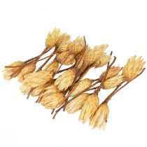 gjenstander Proteintørket Repens krem 1.valg 10-12cm 25 stk