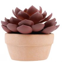 gjenstander Sukkulent plante i potte Echeveria kunstrød Ø15cm