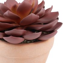 gjenstander Sukkulent plante i potte Echeveria kunstrød Ø15cm