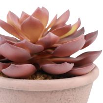 gjenstander Sukkulentplante i potte Echeveria kunstrød årgang Ø15cm H16cm