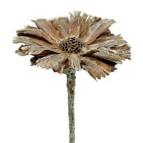 gjenstander Protea rosett 8-9cm vasket hvit 25p
