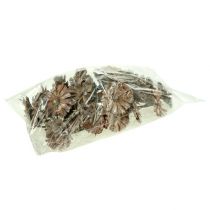 gjenstander Protea rosett 8-9cm hvitvasket 25 stk