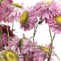 gjenstander Halmblomster tørkede blomster rosa acroclinium bunt 20g
