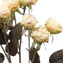 Kunstige roser visnet Drylook 9 kronblad krem 69cm